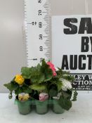 SIX MIXED NONSTOP BEGONIAS- 'F1 WHITE', 'PINK' AND 'YELLOW'. IN P9CM POTS TO BE SOLD FOR THE SIX