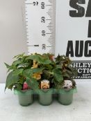 SIX MIXED TRAILING BEGONIAS ILLUMINATION- 'WHITE', 'APRICOT SHADES' AND 'ROSE'. IN P9CM POTS TO BE