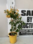 ONE YELLOW / ORANGE BOUGAINVILLEA ALEXANDRA ON A PYRAMID FRAME IN A 2 LTR POT. APPROX 70CM TALL
