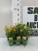 SIX MIXED BIDENS - 'GOLDEN EMPIRE', 'BLAZING STAR' AND 'BLAZING YELLOW SPLASH IMPROVED'. IN P9CM