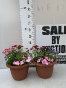 TWO PLANTERS FILLED WITH MIXED BEDDING - GERANIUMS, VERBENA SPARKLE, BEGONIA NON STOPS, VOILA AND