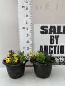 TWO PLANTERS FILLED WITH MIXED BEDDING TO INCLUDE BIDENS, LOBELIA, GAZANIA AND PETUNIA ETC. PLANTERS