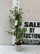 ONE SOL DE MURCIA JASMINE TRACHELOSPERMUM JASMINOIDES IN A 2 LTR POT. APPROX 90-100CM TALL, COMING