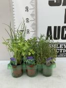 SIX MIXED HERBS IN P9CM POTS. ONE ROSEMARY 'BLUE WINTER', ONE OREGANO 'HOT AND SPICY' ,ONE CHIVES,