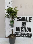 ONE BAY 'JUNIOR' STANDARD TREE IN A 3 LTR POT. APPROX A METRE TALL, NO VAT
