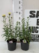TWO LEUCANTHEMUM SUPERBUM 'BANANA CREAM' IN 2 LTR POTS. APPROX 50-60CM TALL, COMING INTO FLOWER.