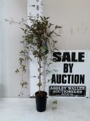 ONE LARGE CLEMATIS PINK MONTANTA 'RUBENS' IN A 2 LTR POT. APPROX 110CM TALL