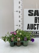 SIX MIXED SURFINIA PETUNIA - 'LIME', 'PINK VEIN' AND 'HEAVENLY BLUE'. IN P9CM POTS TO BE SOLD FOR