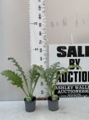 TWO ARTICHOKE 'GREEN GLOBE' IN 1 LTR POTS. APPROX 50CM TALL, TO BE SOLD FOR THE TWO. NO VAT