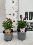 TWO OSTEOSPERMUM DALINA - 'SPECIAL SUNSHINE BEAUTY' AND 'ROSE BICOLOUR' IN 1 LTR POTS. APPROX 20-