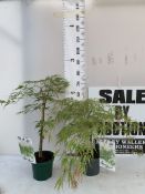 TWO ACER PALMATUMS - ONE 'DISSECTUM' AND ONE 'SEIRYU' IN 3 LTR POTS. APPROX 60-80CM TALL, TO BE SOLD