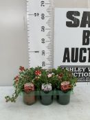 SIX MIXED CALIBRACHOA -'CAN CAN SUMMER JOY', 'CAN CAN FANCY FRANCY' AND 'CAN CAN ORIENTAL'. IN