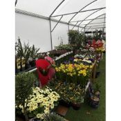 WELCOME TO ASHLEY WALLER HORTICULTURE AUCTION ONLINE - LOTS ARE BEING ADDED DAILY
