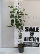 ONE FIG 'LITTLE MISS FIGGY' STANDARD TREE IN A 3 LTR POT. APPROX 120CM TALL. NO VAT