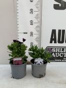 TWO OSTEOSPERMUM DALINA - 'BRIGHT PURPLE' AND 'DOUBLE BLUE ICE' IN 1 LTR POTS. APPROX 20CM TALL,