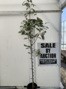 ONE SORBUS 'JOSEPH ROCK' ROWAN IN A 12 LTR POT. SMALL UPRIGHT COMPACT TREE WITH WELL COLOURED LEAVES