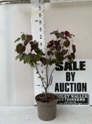 ONE LARGE CERCIS CANADENSIS 'FOREST PANSY' TREE IN A 10 LTR POT. DECIDUOUS MULTI STEMMED TREE WITH