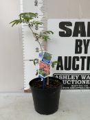 ONE ALBIZIA JULIBRISSIN 'OMBRELLA' IN A 5 LTR POT. APPROX 70CM TALL