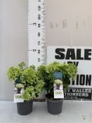TWO HYDRANGEA PANICULATA 'LITTLELIGHTS' IN 3 LTR POTS. APPROX 50CM TALL, TO BE SOLD FOR THE TWO