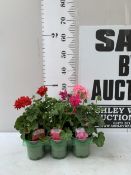 SIX MIXED GERANIUM IVY MOONFLAIR- 'RED', 'DARK PINK' AND 'LIGHT PINK'. IN P9CM POTS TO BE SOLD FOR