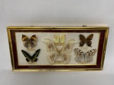 SIX TAXIDERMY BUTTERFLIES IN A GLAZED FRAME