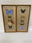 TEN TAXIDERMY BUTTERFLIES IN TWO GLAZED FRAME BOXES