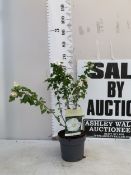 ONE HIBISCUS SYRIACUS WHITE 'W.R. SMITH' , LOTS OF BUDS. IN A 3 LTR POT. APPROX 70CM TALL