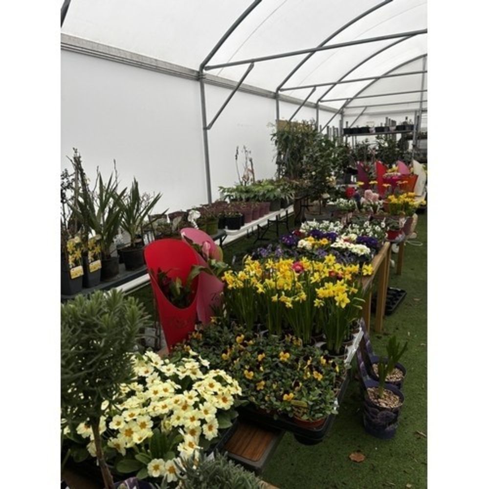 AN ONLINE HORTICULTURAL SALE -To include Summer plants, Shrubs, Perennials, Bedding Plants and Accessor