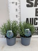 TWO LAVENDER ANGUSTIFOLIA 'MUNSTEAD' IN 2 LTR POTS. APPROX 30CM TALL, TO BE SOLD FOR THE TWO. NO