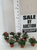 TEN MIXED COLOUR MINI CYCLAMEN IN P9CM POTS. APPROX 20-30CM IN HEIGHT. TO BE SOLD FOR THE TEN