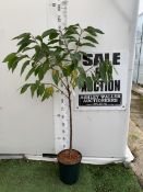 ONE CHERRY PRUNUS 'SUMMER SUN' TREE APPROX 160CM TALL. IN A 12 LTR POT, THIS IS A VERY HARDY