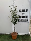 ONE PEAR PYRUS 'DOYENNE DU COMICE' TREE IN A 11.5 LTR POT. APPROX 150CM IN HEIGHT, PRODUCES PALE
