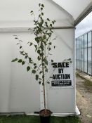ONE BETULA UTI JACQUEMONTII HIMALAYAN BIRCH IN A 12 LTR POT. HAS ASCENDING BRANCHES WITH COPPERY