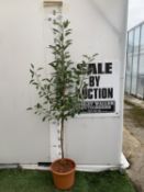 ONE APPLE MALUS COX FRUIT TREE. SELF FERTILE IN A 11.5 LTR POT APPROX 180CM IN HEIGHT. FRUIT IS