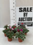 TEN MIXED COLOUR MINI CYCLAMEN IN P9CM POTS. APPROX 20CM IN HEIGHT. TO BE SOLD FOR THE TEN
