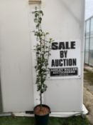ONE PEAR PYRUS CONCORDE TREE IN A 12 LTR POT. APPROX 190CM IN HEIGHT, THIS PEAR HAS PALE FRUITS