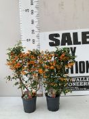 TWO ORANGE PYRACANTHAS ON A TRELLIS FRAME PATIO READY IN A 1.5 LTR POT. APPROX 50-60CM TALL, TO BE