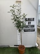 ONE APPLE MALUS COX FRUIT TREE. SELF FERTILE IN A 11.5 LTR POT APPROX 180CM IN HEIGHT. FRUIT IS
