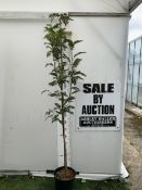 ONE SORBUS 'JOSEPH ROCK' ROWAN IN A 12 LTR POT. SMALL UPRIGHT COMPACT TREE WITH WELL COLOURED LEAVES