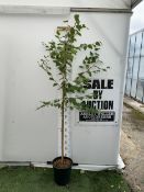 ONE BETULA ALBA PENDULA SILVER BIRCH IN A 12 LTR POT. APPROX 2.1M TALL, THIS BIRCH HAS WHITE PEELING