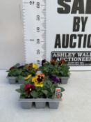 EIGHTEEN MIXED COLOUR F1 WINTER PANSIES ON THREE TRAYS. TO BE SOLD FOR THE EIGHTEEN
