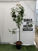 ONE APPLE MALUS 'BLENHEIM ORANGE' FRUIT TREE. HAS YELLOW-GOLD APPLES WITH ORANGE FLUSH AND RED