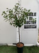 ONE GREENGAGE TREE 'OLD GREENGAGE' APPROX 170CM IN HEIGHT IN A 12 LTR POT. SELECTED BY RHS FOR ITS