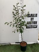 ONE PLUM TREE ' MARJORIE'S SEEDLING' APPROX 170CM TALL IN A 12 LTR POT. ONE OF THE LATEST PICKING