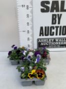 EIGHTEEN MIXED COLOUR F1 WINTER PANSIES ON THREE TRAYS. TO BE SOLD FOR THE EIGHTEEN