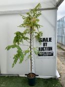 ONE ROBINIA PSEUDOACACIA 'FRISIA' OR FALSE ACACIA IN A 12 LTR POT. STUNNING YELLOW FOLIAGE FROM