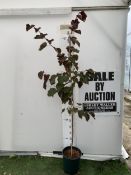 ONE CERCIS CANADENSIS - EASTERN REDBUD 'FOREST PANSY'. A LARGE DECIDUOUS MULTI STEMMED TREE WITH