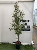 ONE CRAB APPLE MALUS 'JELLY KING' APPROX 2.2 METRES TALL IN A 12 LTR POT. FULL OF LARGE ORANGE