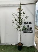 ONE CRATAEGUS MEDIA MIDLAND HAWTHORN 'PAULS SCARLET' IN A 12 LTR POT. OVER 2.3 METRES TALL, THIS