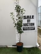 ONE PEAR PYRUS CONCORDE TREE IN A 12 LTR POT. APPROX 180CM IN HEIGHT, THIS PEAR HAS PALE FRUITS